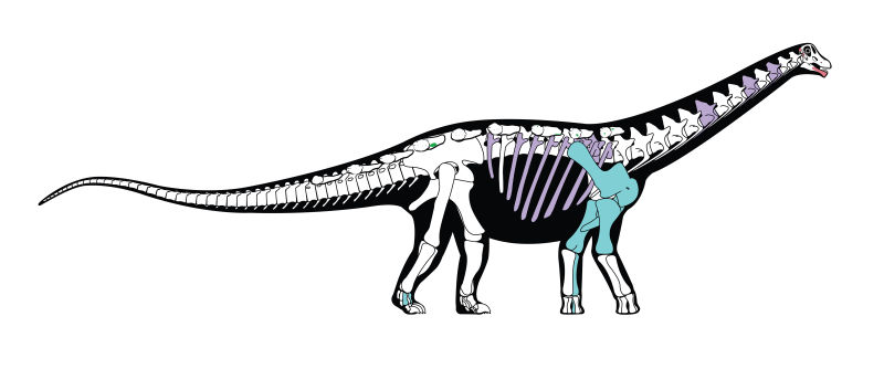 Dinosaur reconstruction