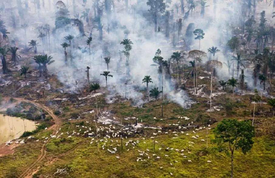 Exploiting-the-forest - 30 Images That Prove The End Is Near