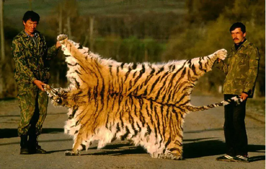 Siberian-Tiger - 30 Images That Prove The End Is Near