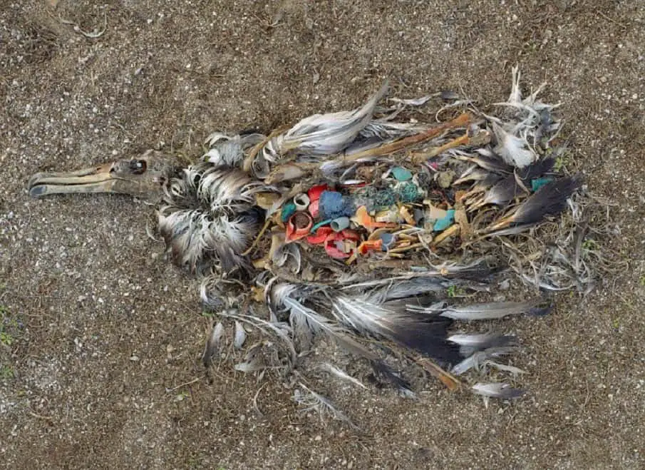 albatross - 30 Images That Prove The End Is Near
