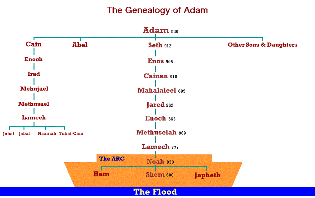 The Genealogy of Adam.