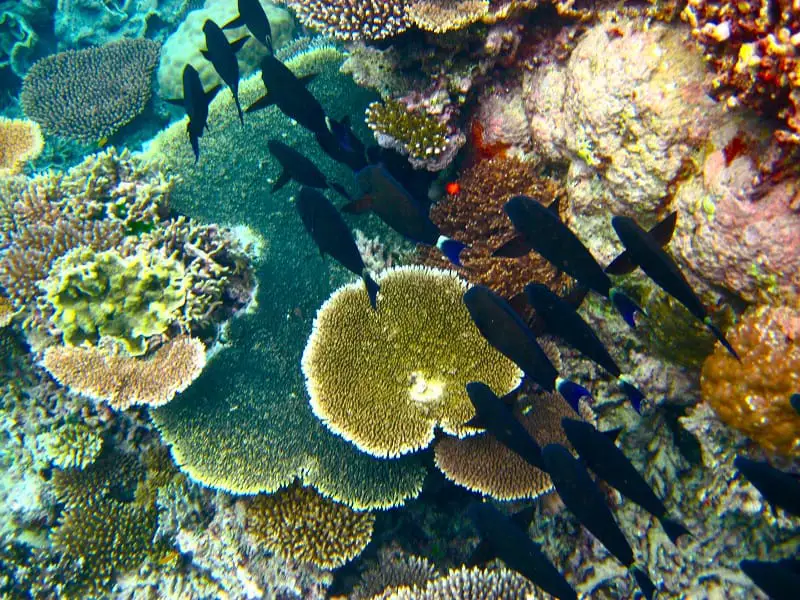Great barrier reef corals3