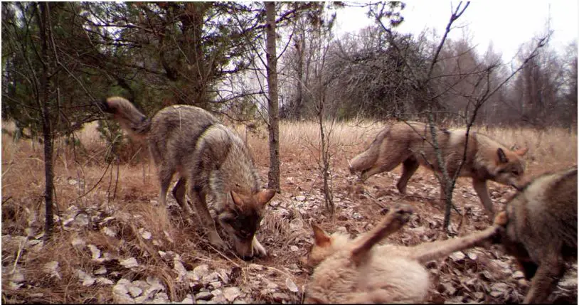 ChernobylWildlife- - Wildlife proliferating in Chernobyl’s exclusion zone