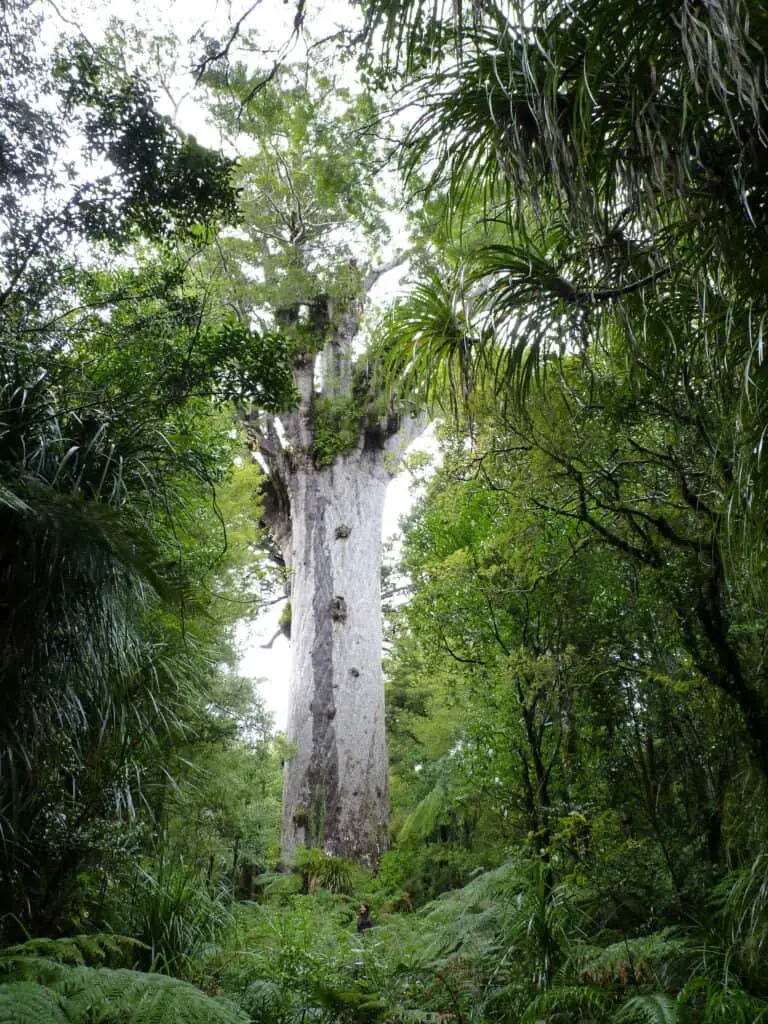 3000px Waipoua Forest Kauri walks Tane Mahuta 3