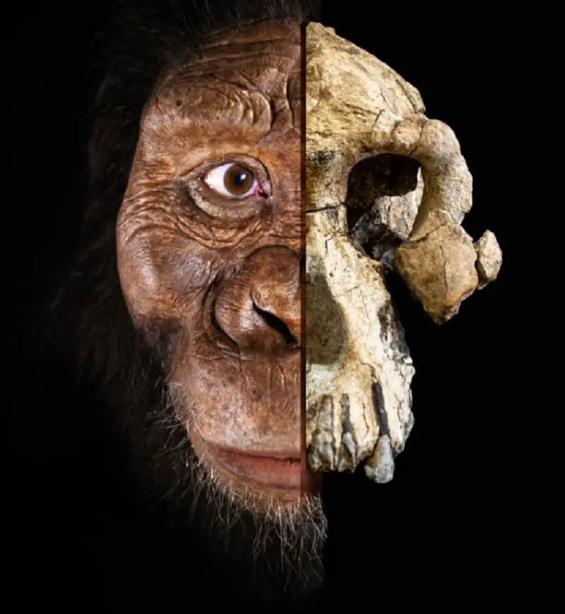 A-anamensis-half-and-half - Meet Australopithecus anamensis, one of humankind’s oldest ancestors