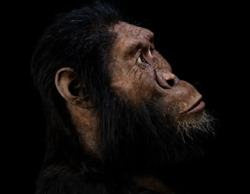 A-anamensis-reconstruction-profile - Meet Australopithecus anamensis, one of humankind’s oldest ancestors