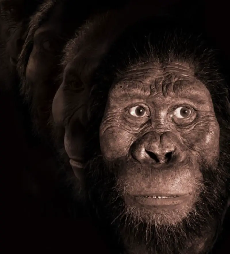 A-anamensis-restoration-in-full - Meet Australopithecus anamensis, one of humankind’s oldest ancestors