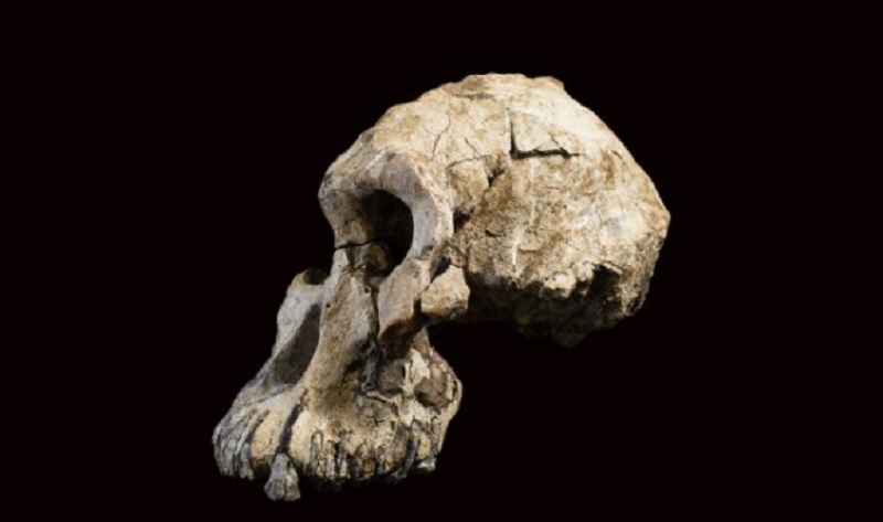 A anamensis skull in profile