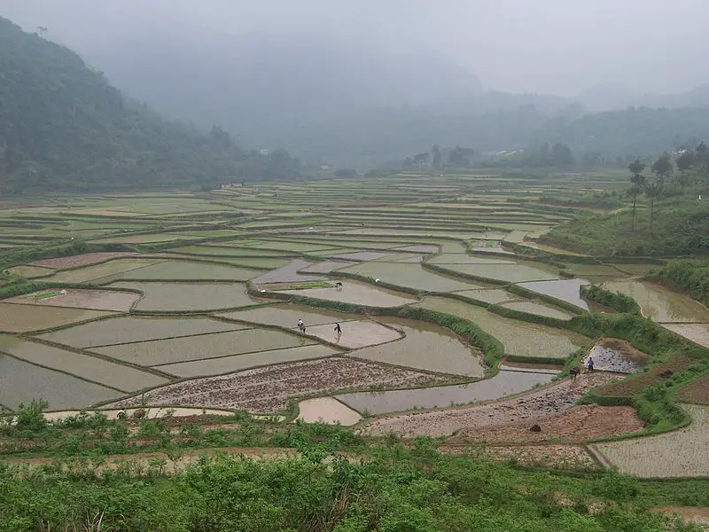 800px China Yangshuo 29 Rice Paddy Terraces 140905203