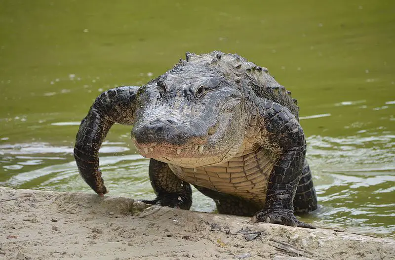 Alligator Florida