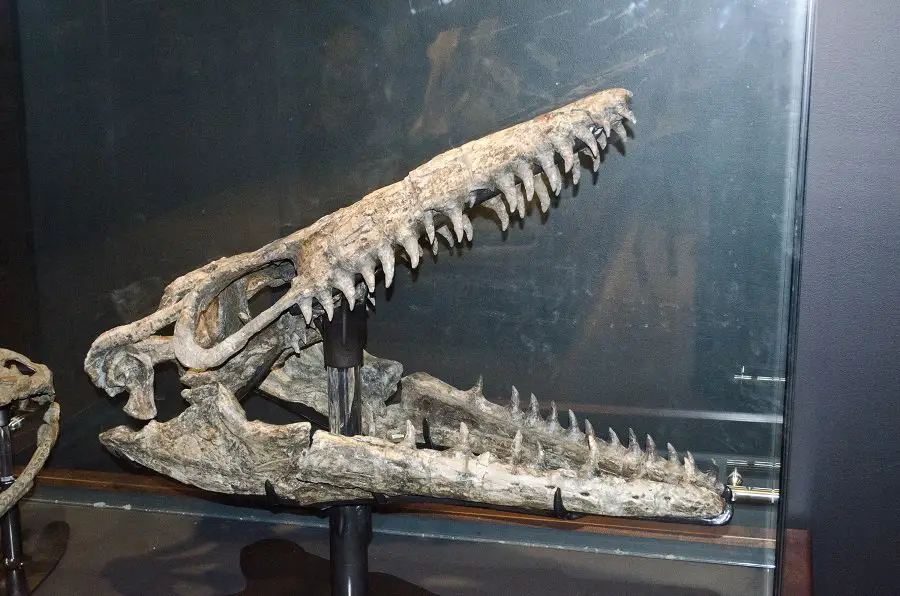 Mosasaurs had formidable skulls