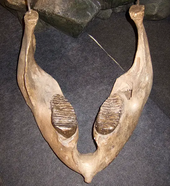 546px Woolly mammoth jaw