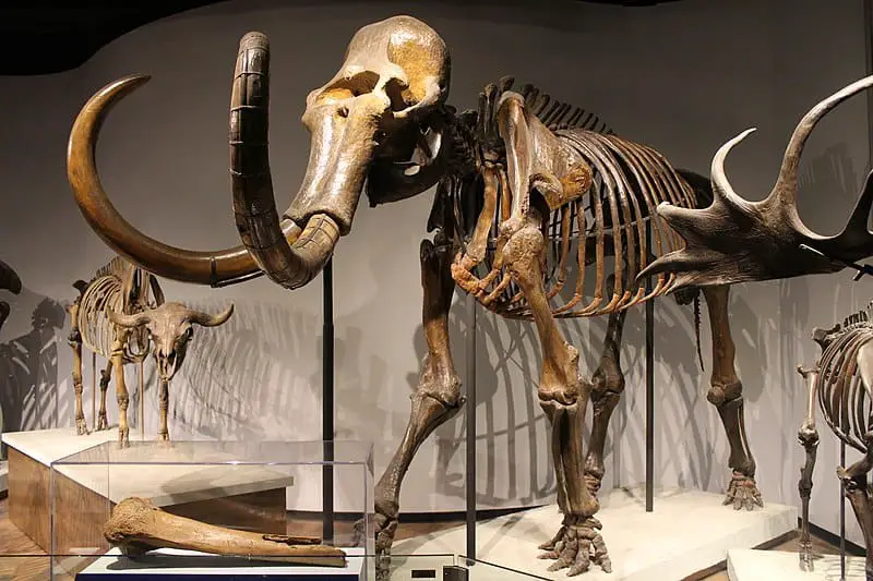 px-WoollyMammoth-FieldMuseum - How did the last Woolly Mammoths die out on this Russian island near Alaska?