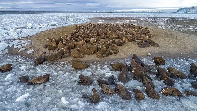 800px Лежка моржей на острове Нортбрук