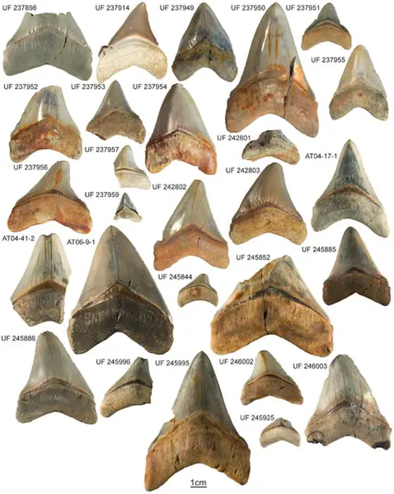 Carcharocles megalodon collection