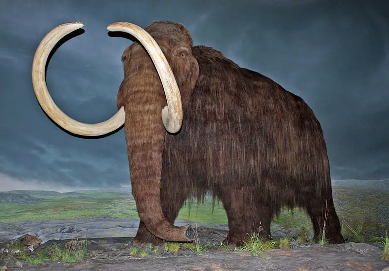 WoollyMammoth-RBC - How did the last Woolly Mammoths die out on this Russian island near Alaska?