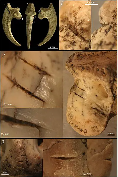 401px Eagle Talons Used by Late Neanderthals in Europe cut marked bone from Mandrin cave