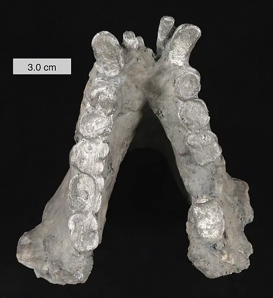 549px Gigantopithecus blacki mandible 010112