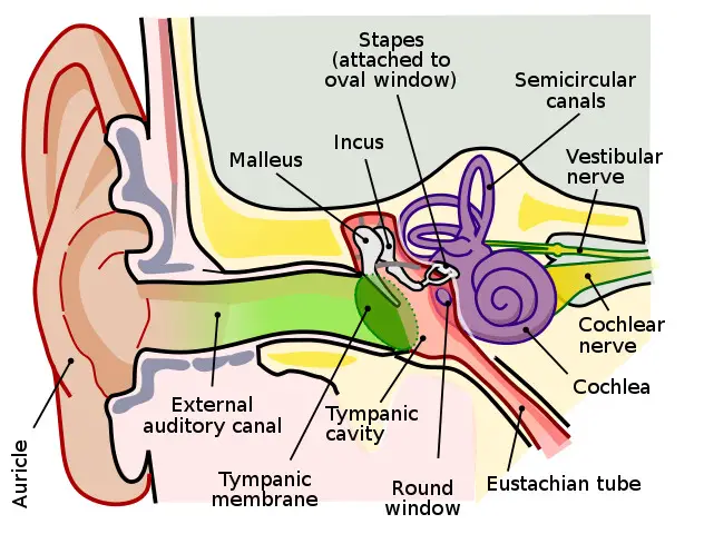 632px Anatomy of the Human Ear.svg