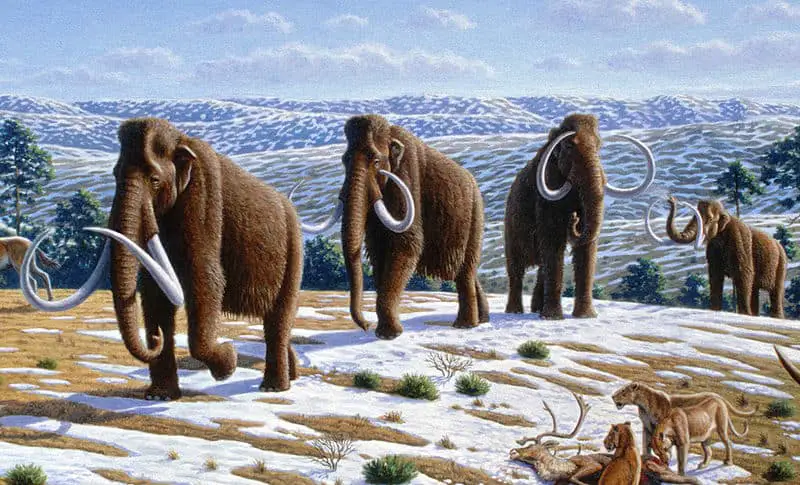 800px Woolly mammoth Mammuthus primigenius Mauricio Antón