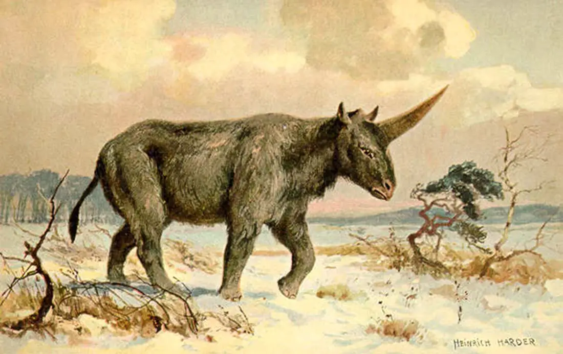 Elasmotherium- - What became of the Siberian unicorns that once walked the Earth?