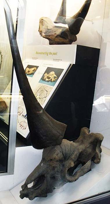 Fossil of Elasmotherium