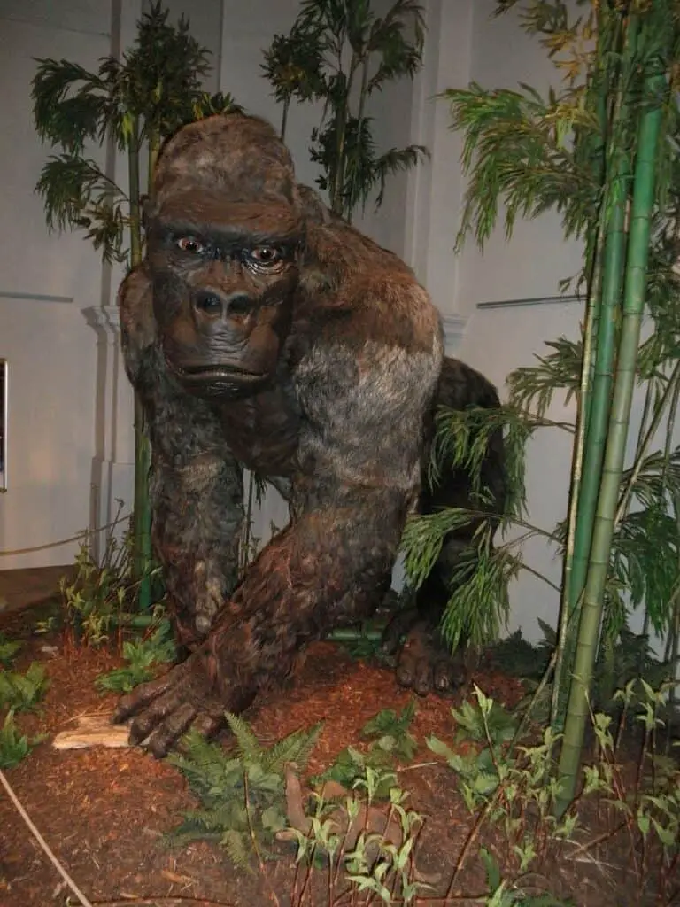 Gigantopithecus blacki restoration