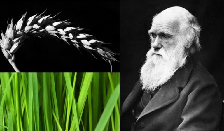 Grass and Other Organisms Add New Leaf to Darwinian Evolution