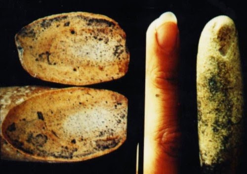 -millionyearoldfinger - The 100-million-year-old fossilized human finger