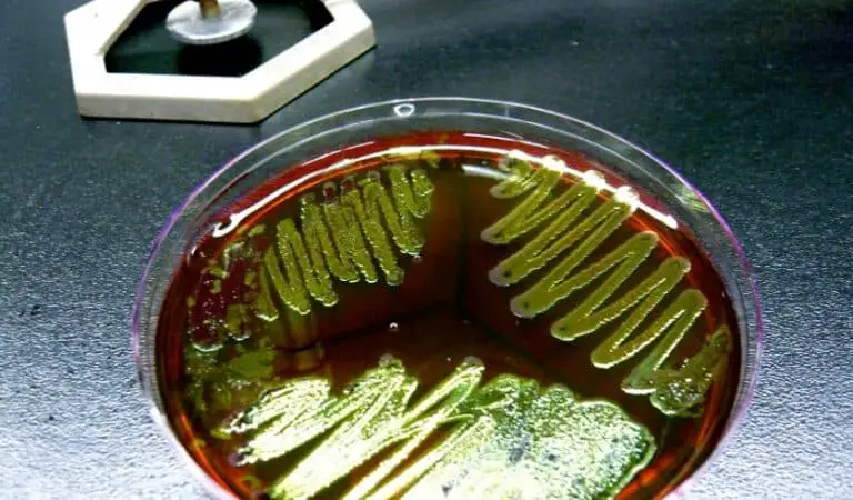 Scientists discover a shocking ‘disappearing act’ that bacteria use to hide from antibiotics