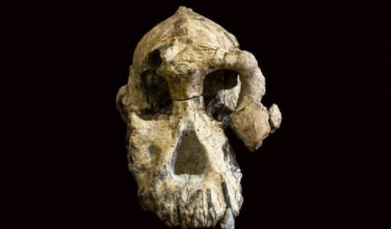 Meet Australopithecus anamensis, one of humankind’s oldest ancestors