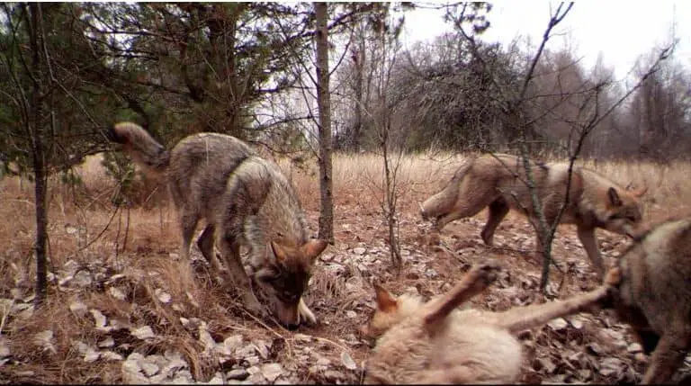 Wildlife proliferating in Chernobyl’s exclusion zone