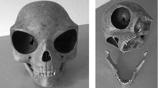 10 things you should know about the ‘alien-like’ Sealand skull