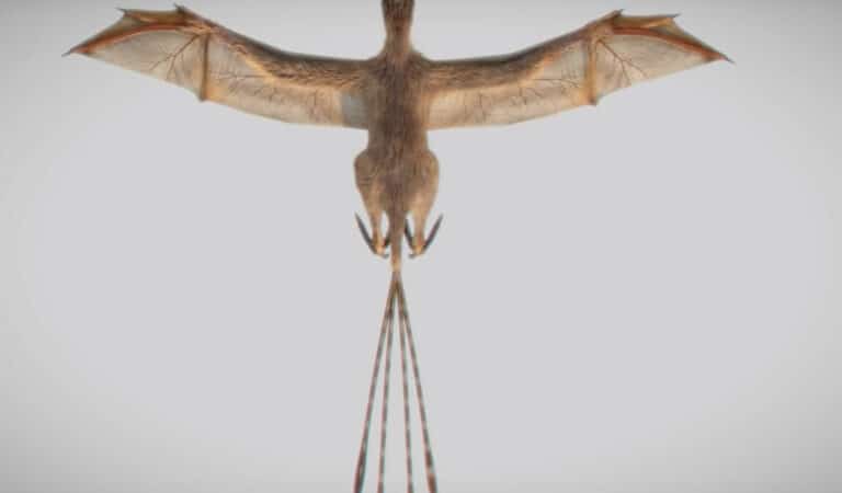 Second theropod dinosaur found that glided through ancient trees with bat-like wings