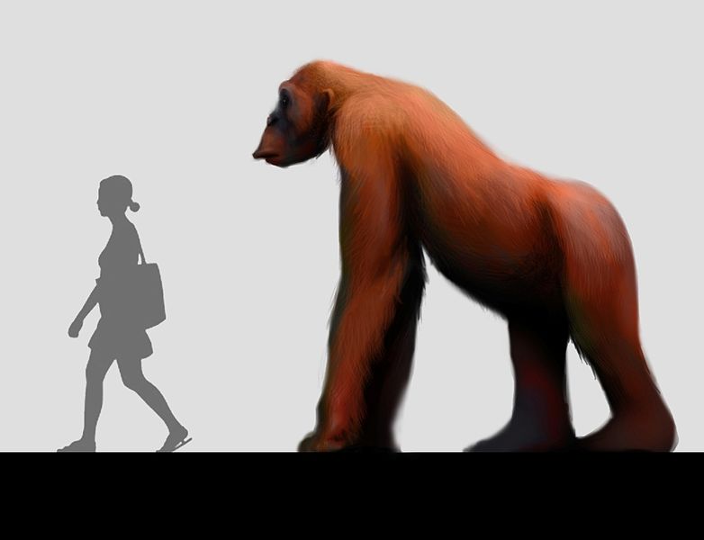 VisionartisticaperfilGigantopithecuscomparado - Scientists genetically link orangutans to giant ape thought to be Bigfoot