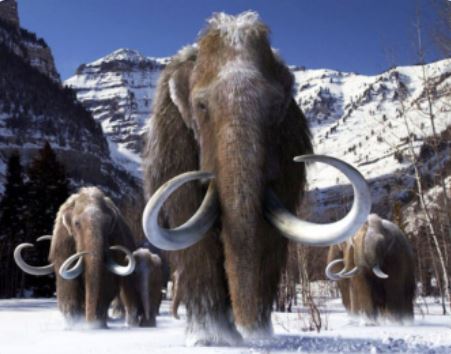 Woolly Mammoth ‘Proxy’ Could One Day Roam the North American Tundra