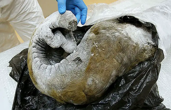 inside mammoth trunk