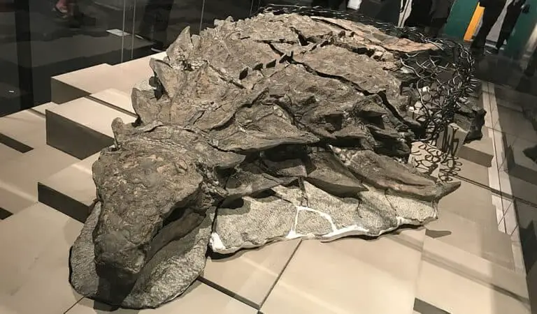 Canada’s Dinosaur Mummy a ‘One-in-a-Billion Find’